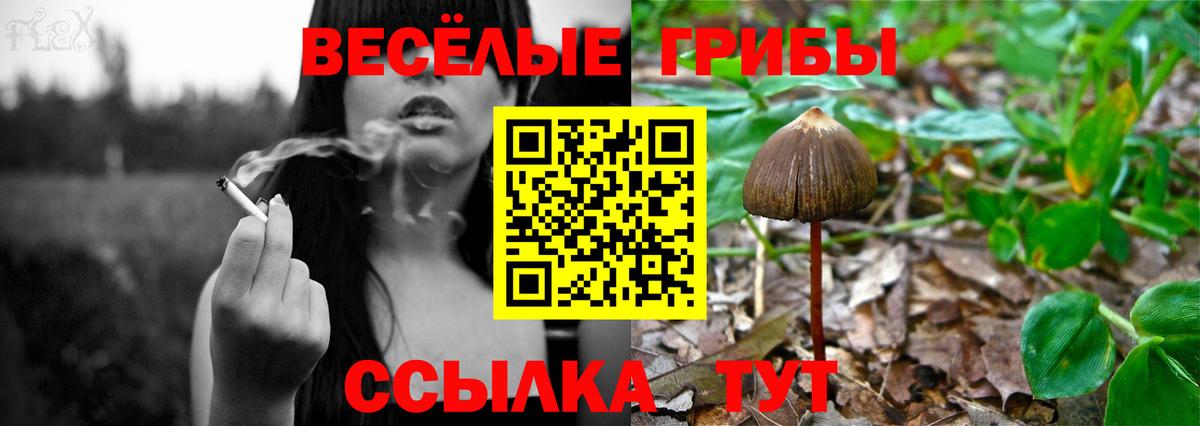Псилоцибиновые грибы Cubensis Орехово-Зуево